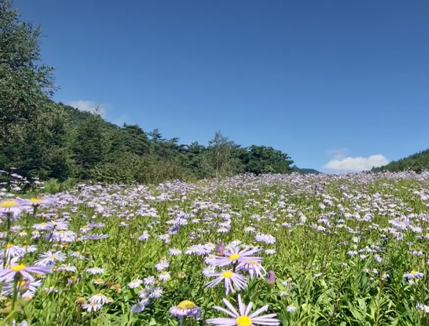 국립한국자생식물원-입장료-운영시간-할인-방법