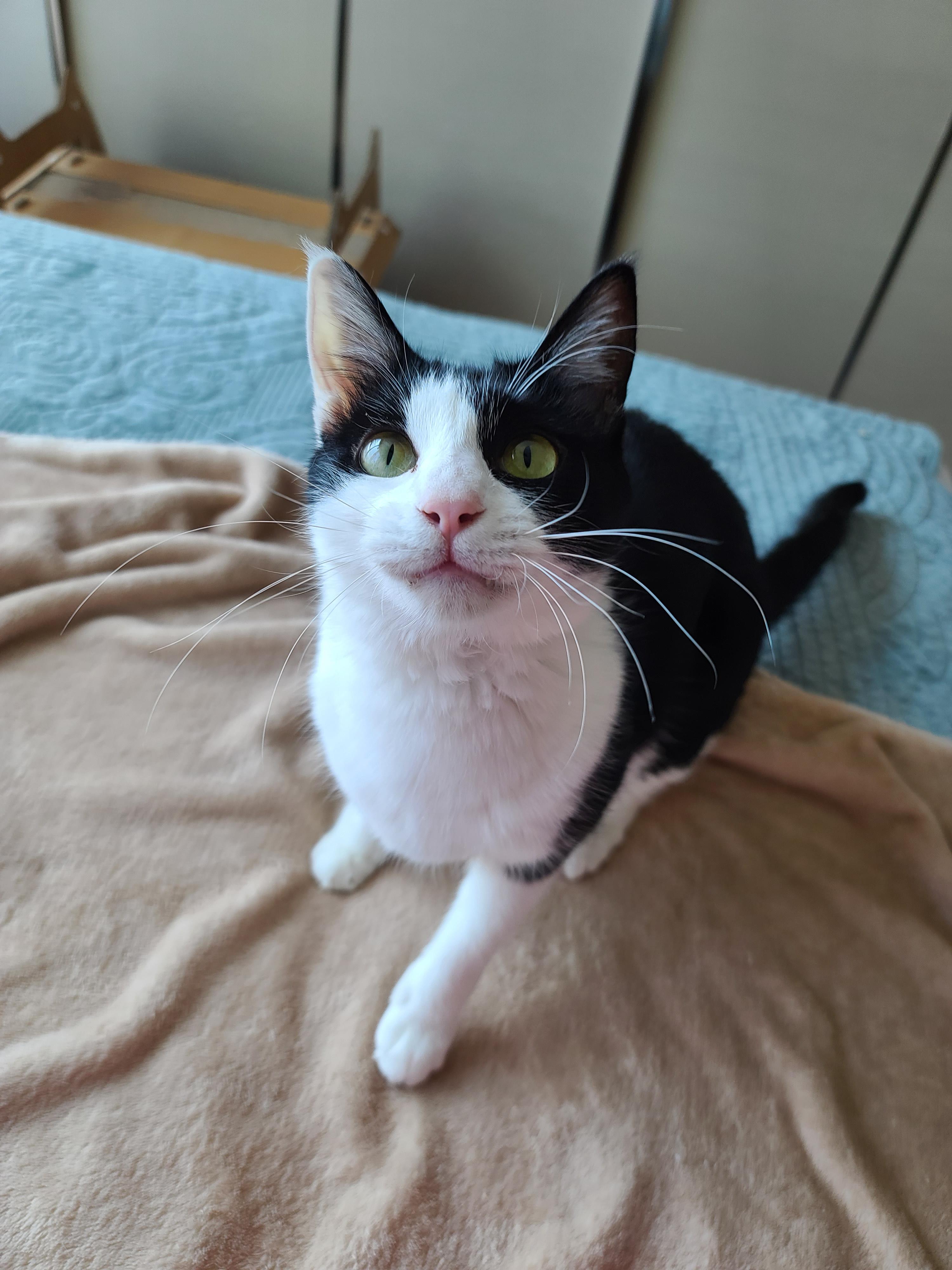 고양이 수염의 역할. 우리집 고양이들의 사냥할때 수염 모양새. 수염발사!! 사진귀여움 주의!