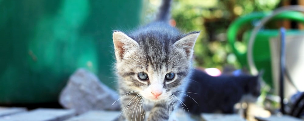 고양이 만지는 법 19