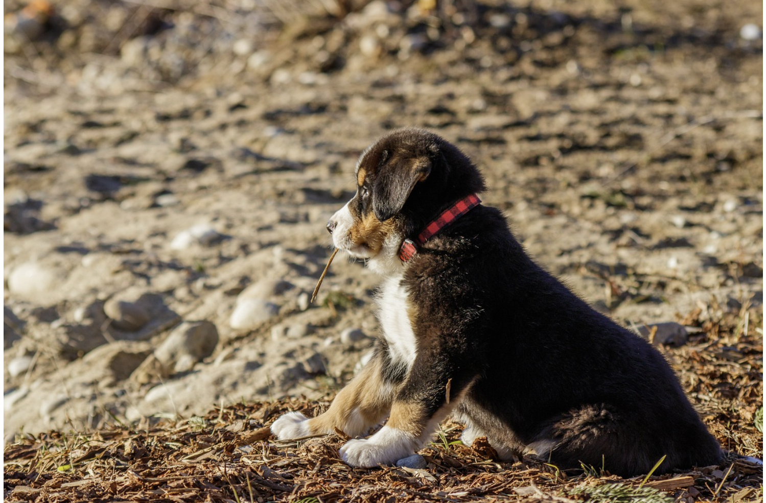 모블로그의 등장과 실시간 소통 문화의 형성