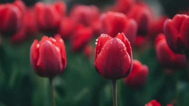 2025 서울국제정원박람회