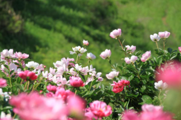 합천 핫들생태공원 작약꽃 축제