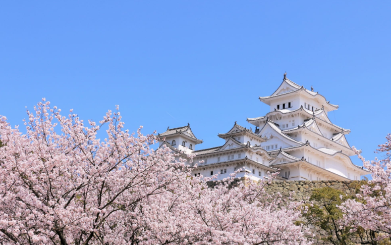 히메지성벚꽃 -이미지출처-일본정부관광국