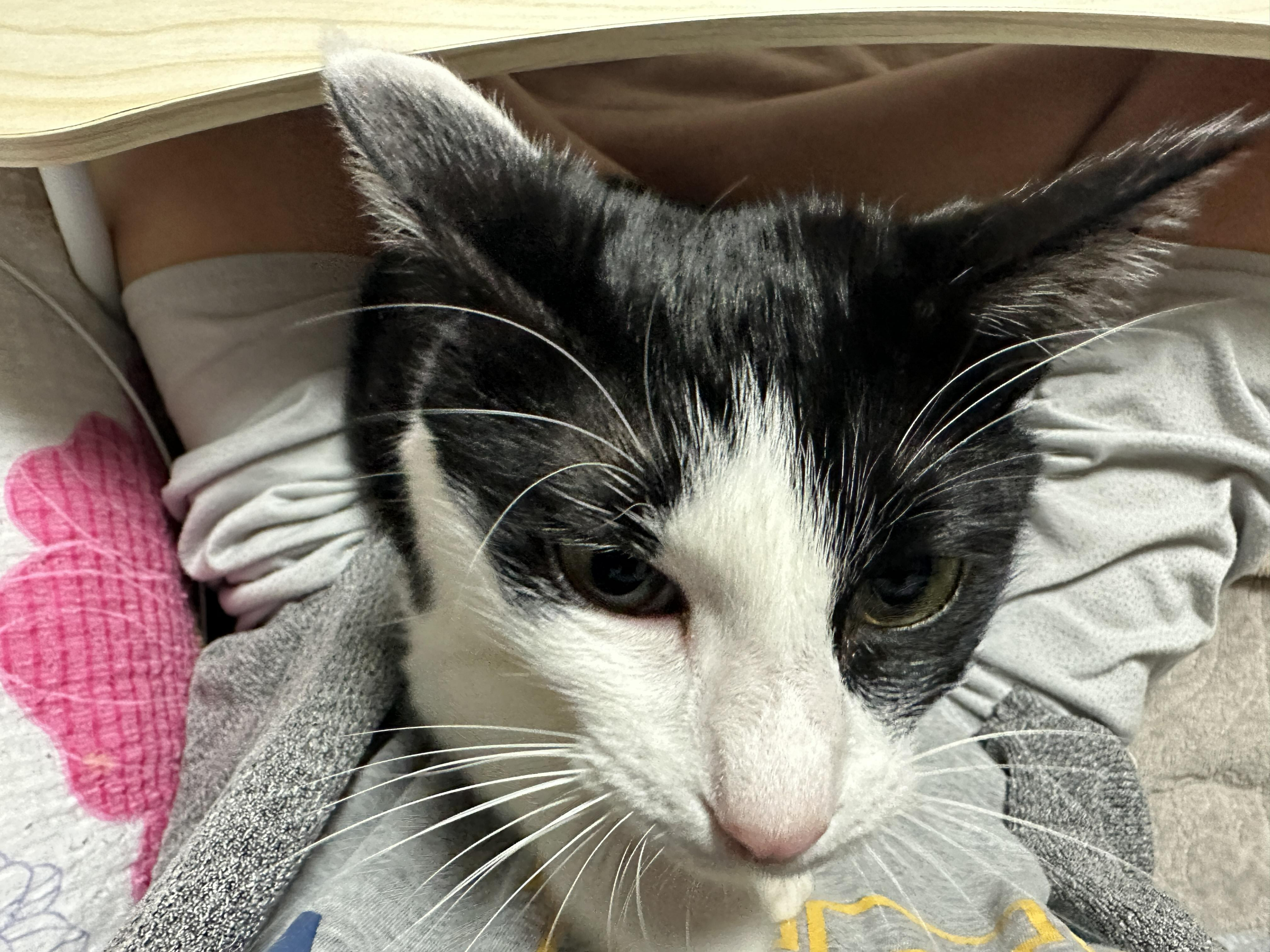 무릎에_앉아서_엄마랑_아이컨택하는_고양이_두리