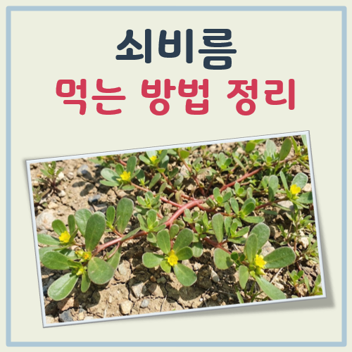 쇠비름 먹는 방법 대표 이미지
