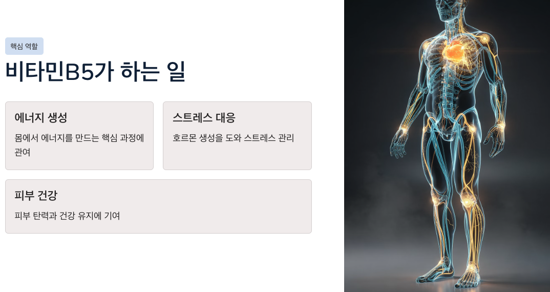 비타민B5 가 우리 몸에서 하는 일