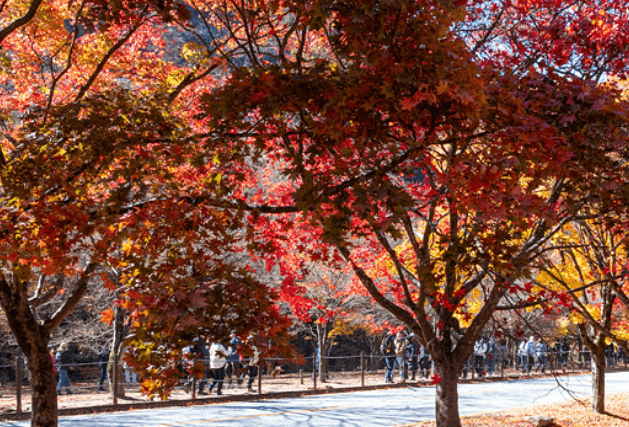 단풍축제 장성군 백양사