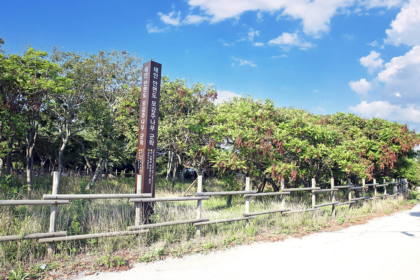안면도수산시장 수산물 축제