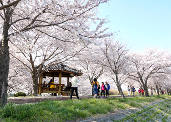 부산 강서구 벚꽃 축제