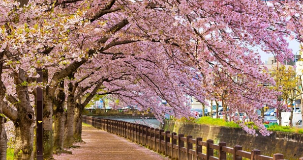 벚꽃 길 가로수 사진