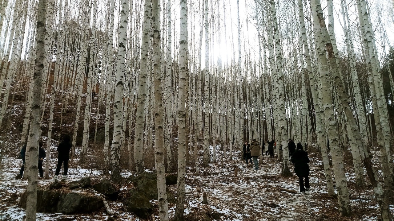 인제 원대리 자작나무 숲