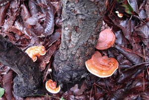 영지버섯 효능09