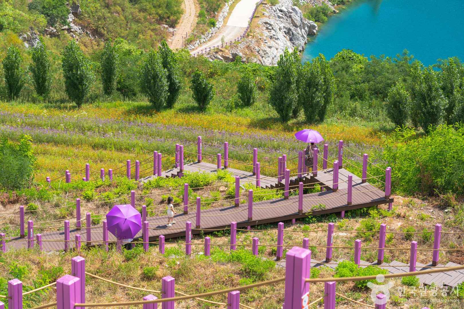 무릉별유천지 라벤더축제