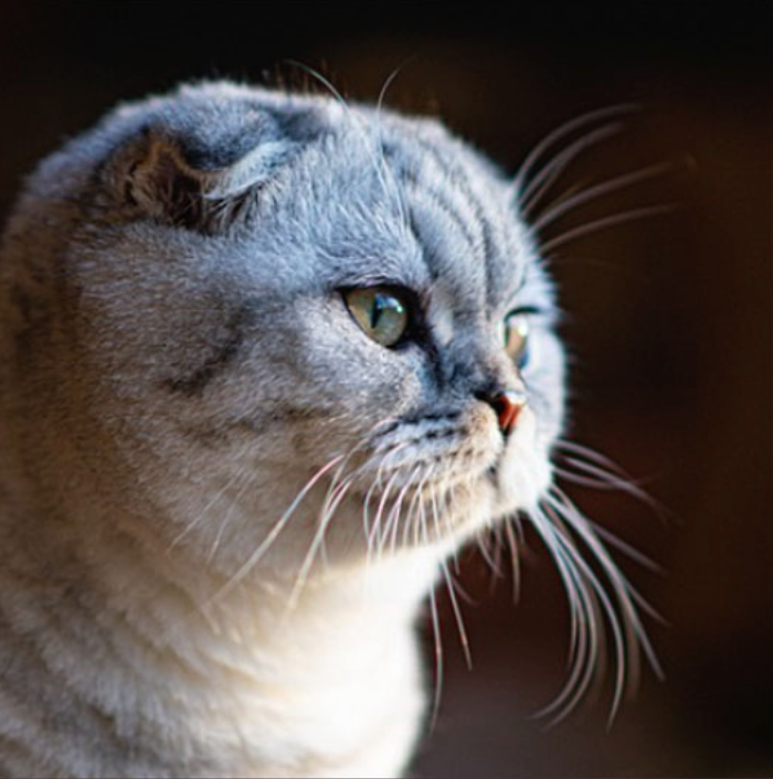 고양이에게 나타나는 유전 질환