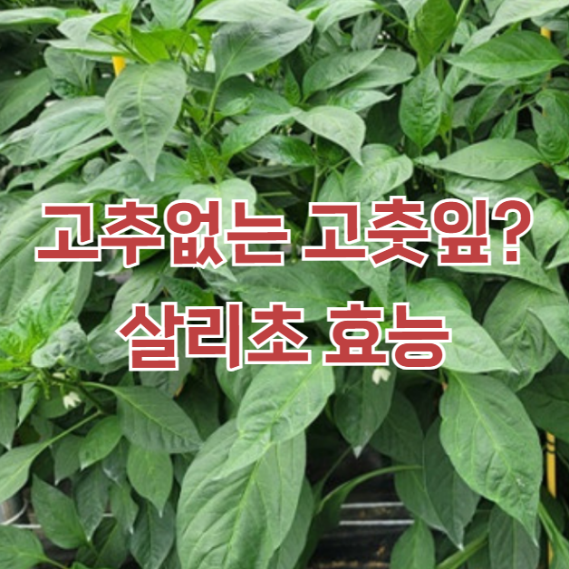 살리초 효능