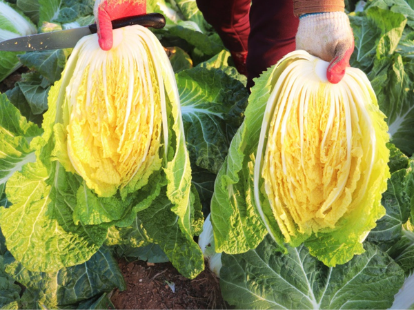 새벽 장터 배추 모습