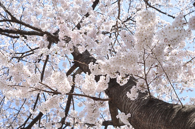 벚꽃 개화시기 2024