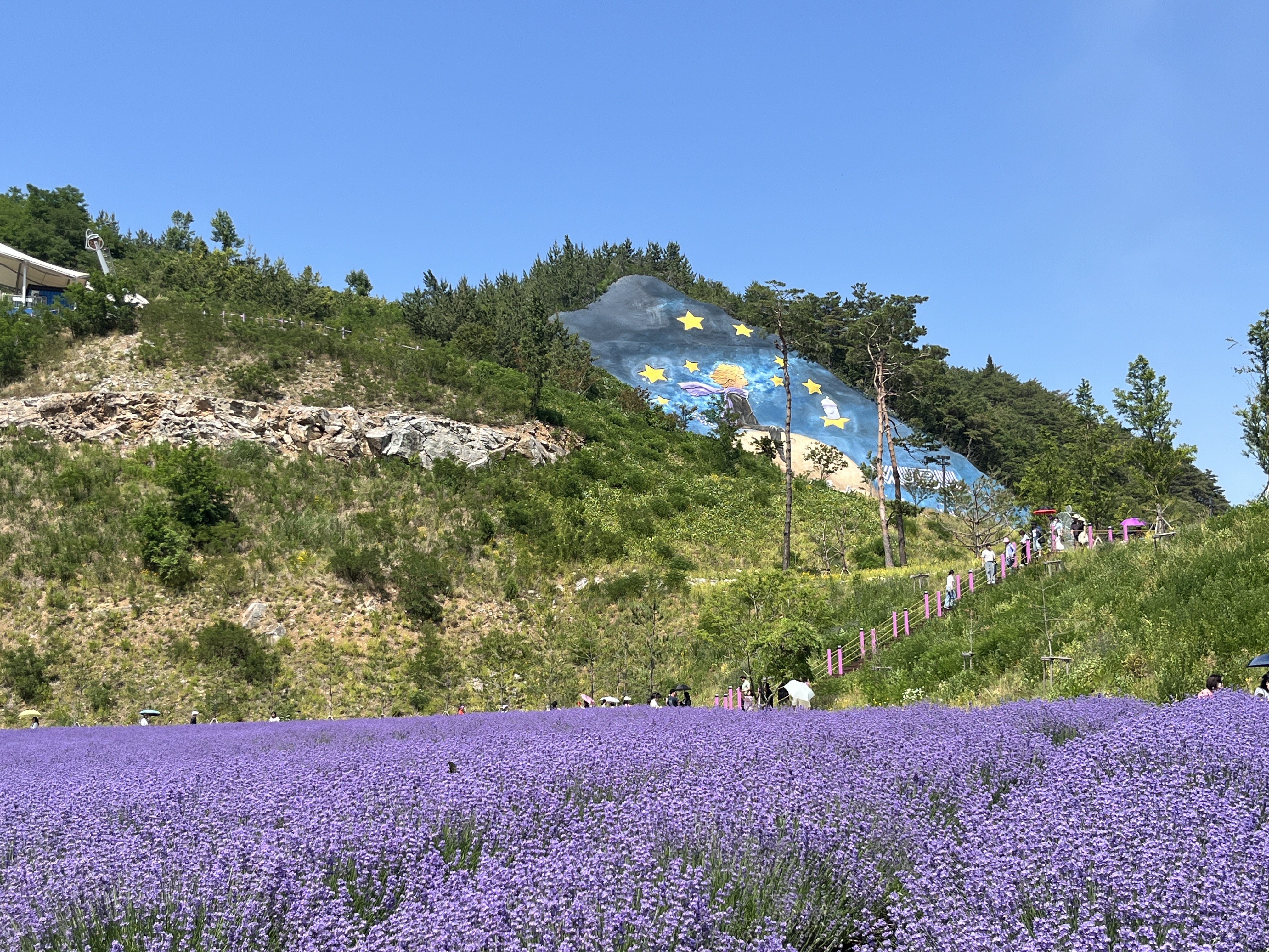 무릉별유천지 라벤더