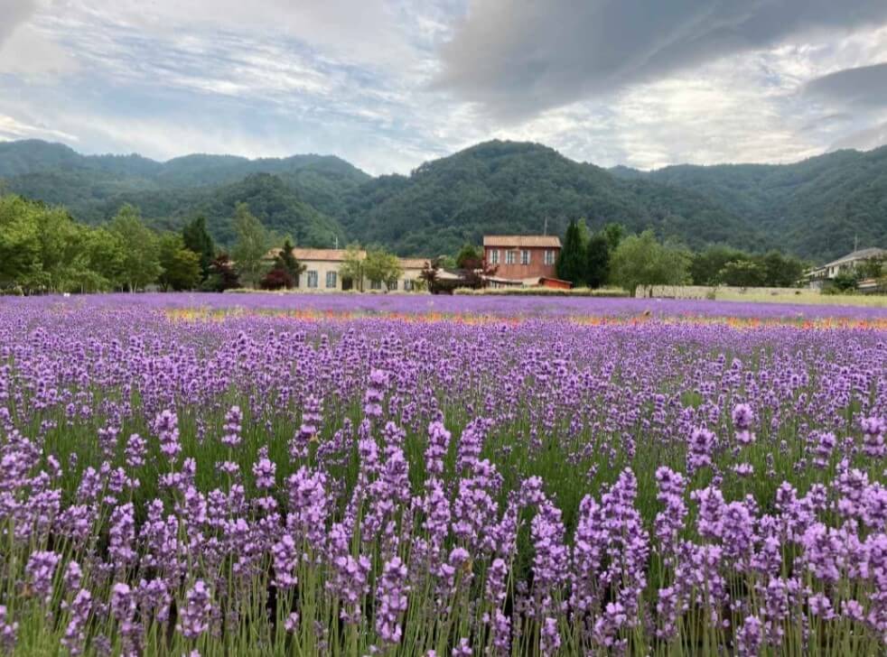 고성하늬팜라벤더축제
