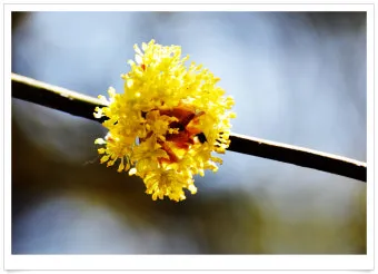 생강나무 꽃 개화시기 모양 특징_22