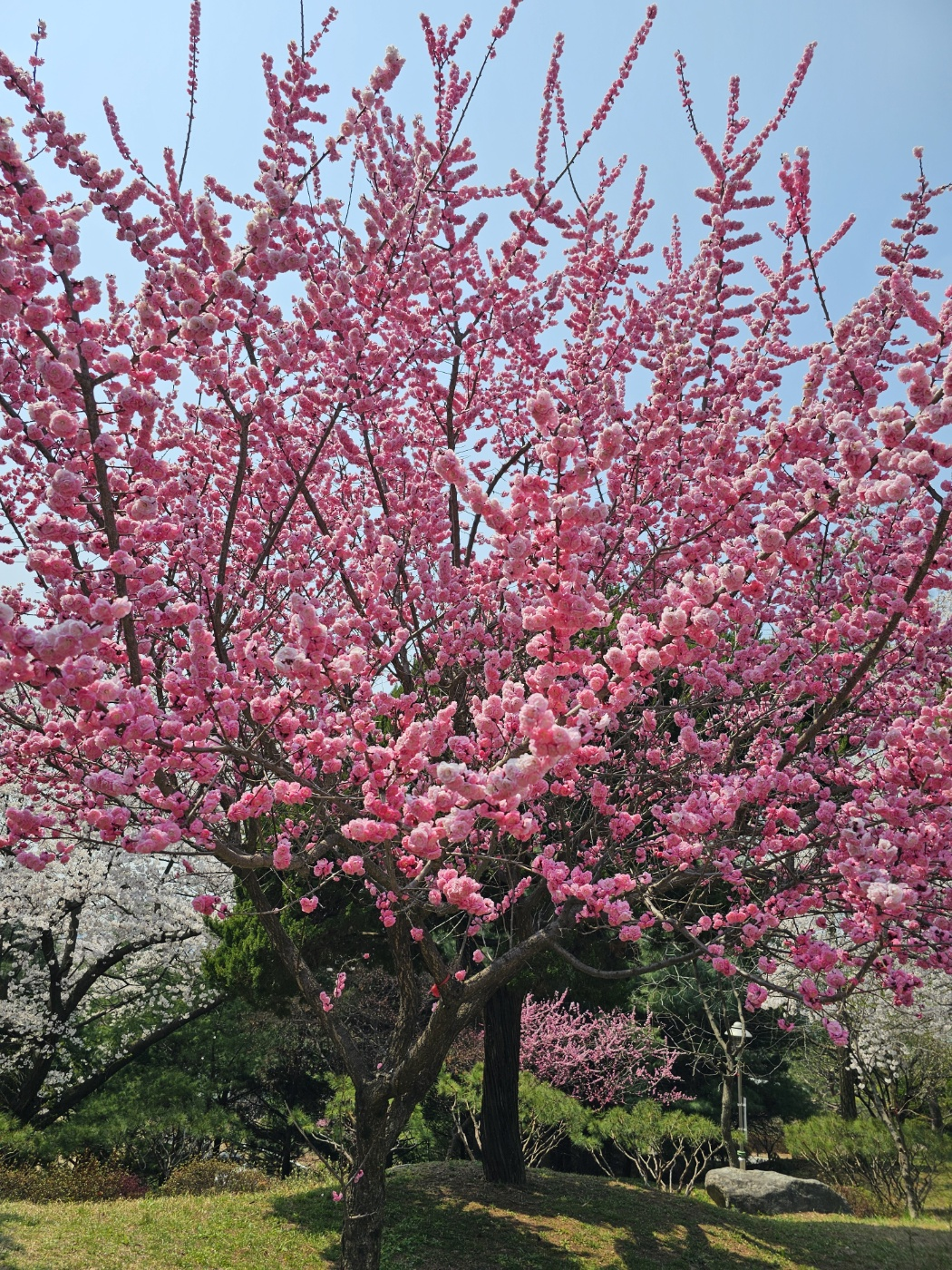 리베라cc 본홍색 벚꽃