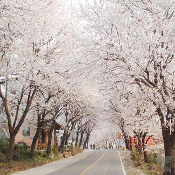 벚꽃 명소