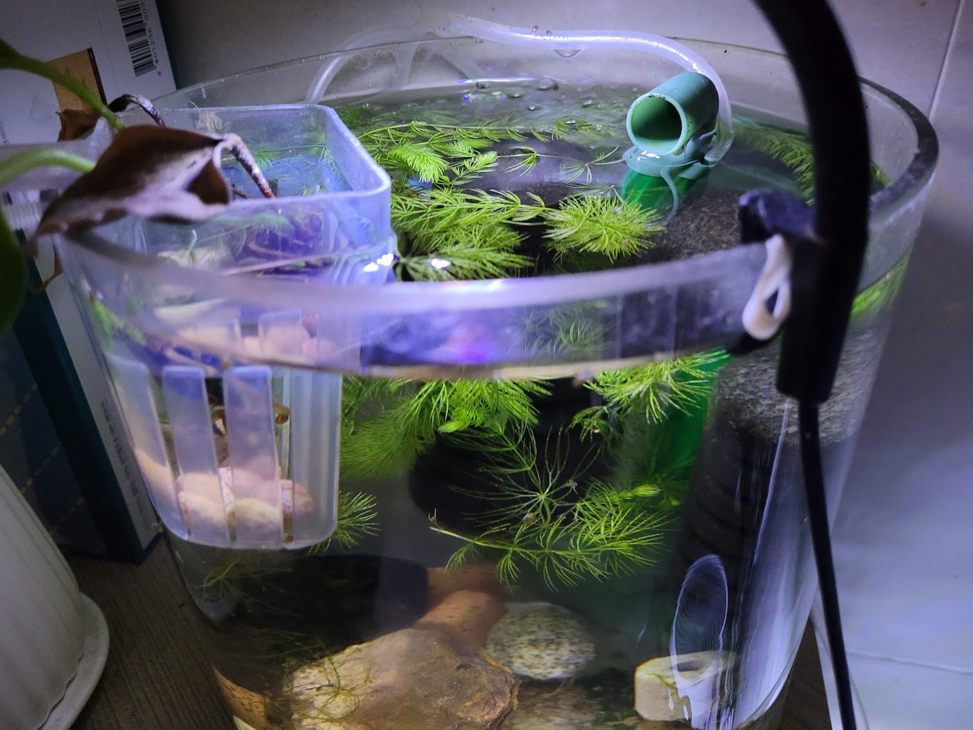 미니 어항 안에 수초