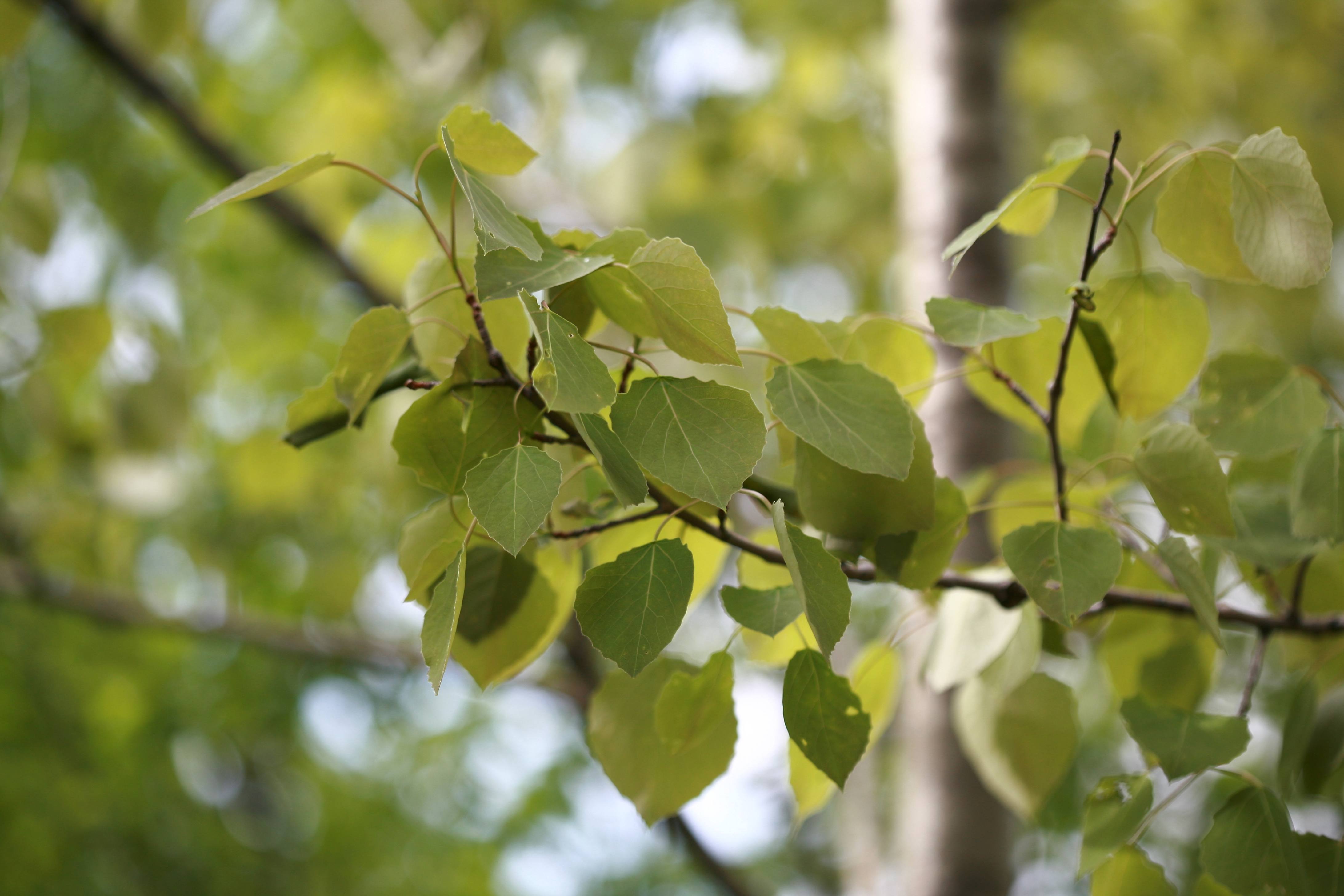 사시나무(Populus tremula): 사시나무는 잎이 바람에 흔들릴 때 부드럽게 떨리는 특징을 가진 낙엽성 활엽수이다. 빠르게 성장하며 키가 크고 곧게 뻗으며, 잎은 둥글거나 달걀 모양으로 가을에는 노란빛으로 단풍이 든다. 주로 강변과 산림 지역에서 자라며 바람에 강한 성질이 있다.
