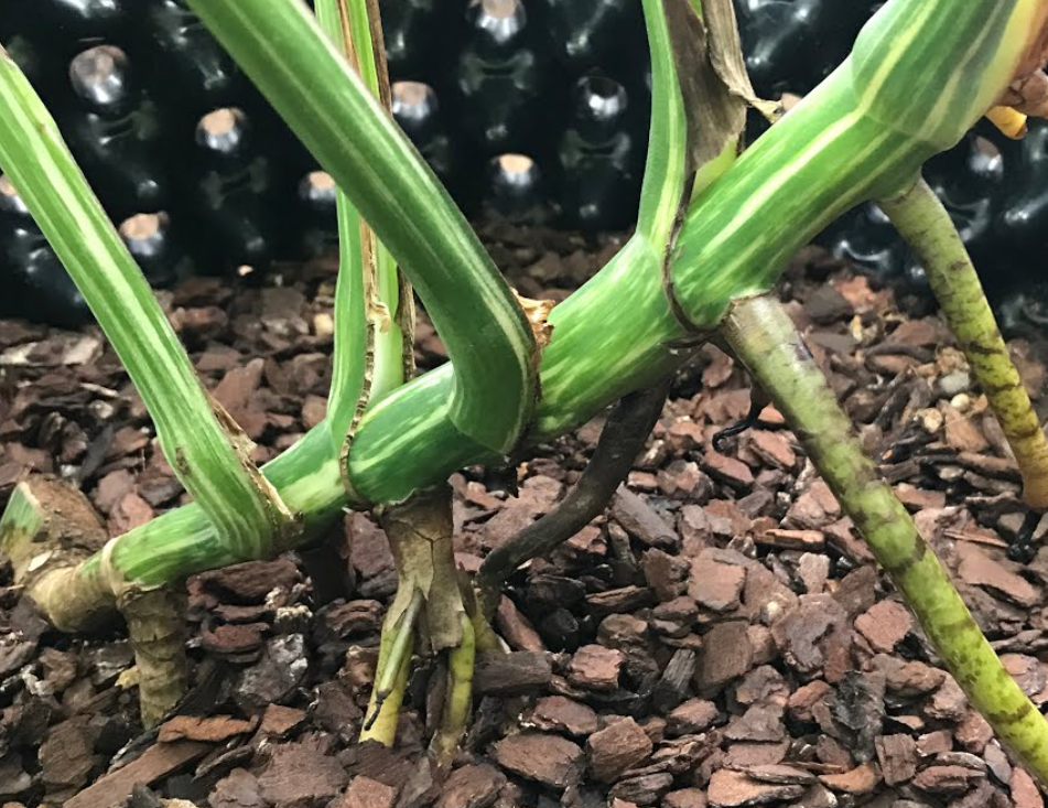 몬스테라 공중뿌리