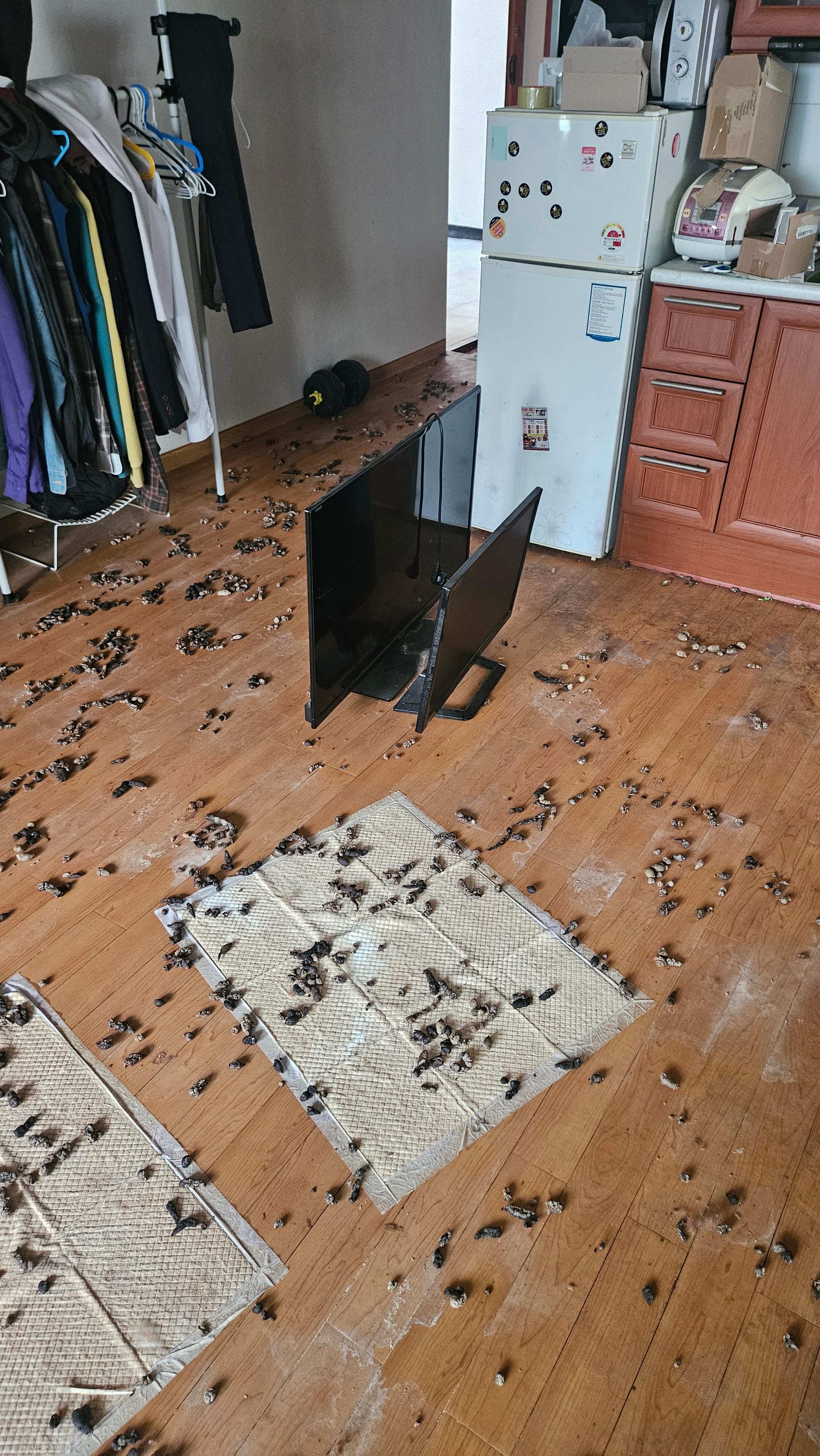 거실 바닥 전체를 뒤덮은 반려동물 배설물과 쓰레기 - 특수청소 전 현장