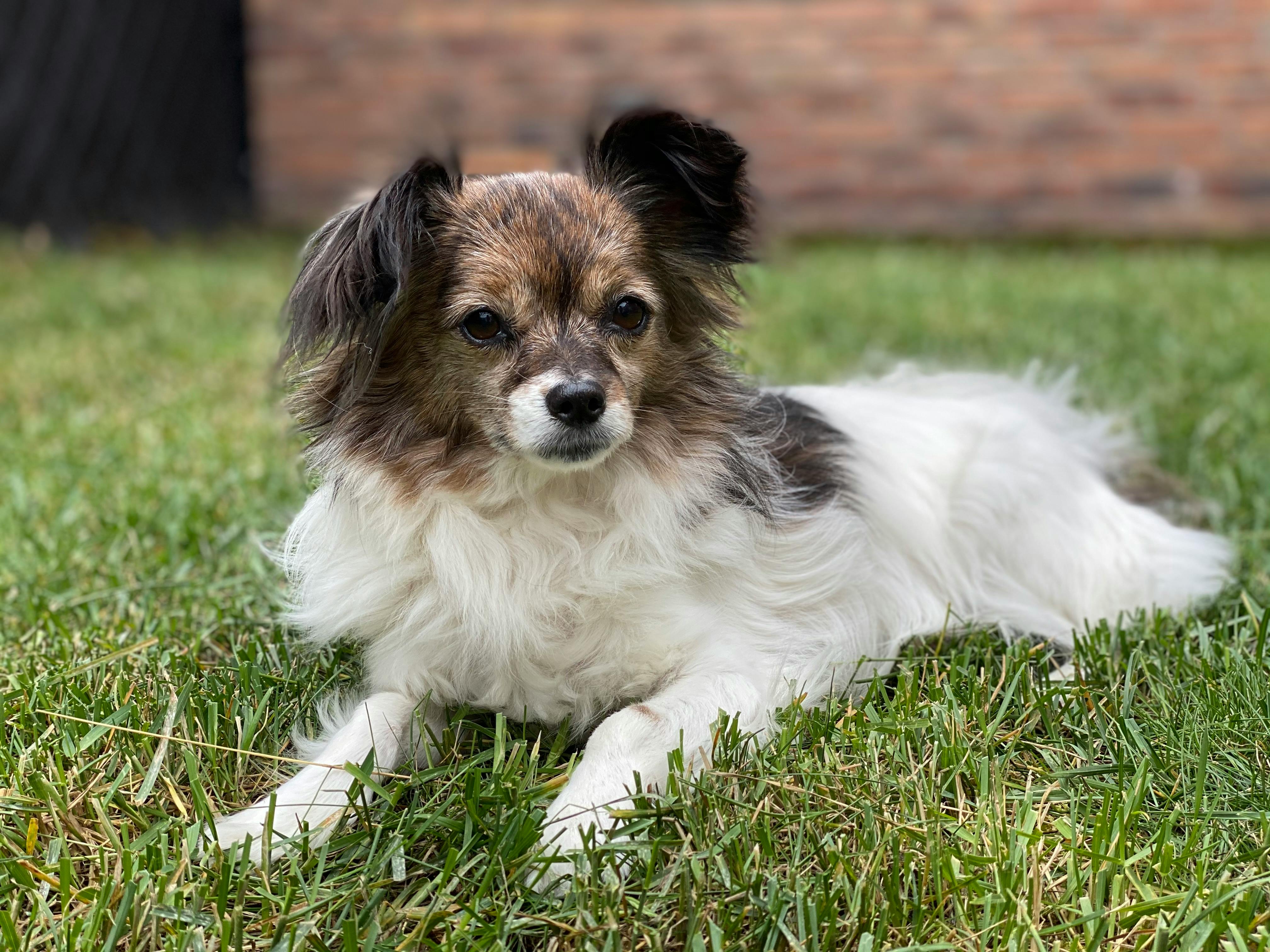 반려동물 유전자 검사·맞춤식단 산업 분석|2026 펫헬스케어 핵심 트렌드