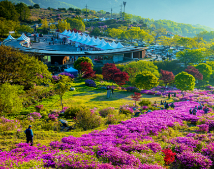 황매산 철쭉제3