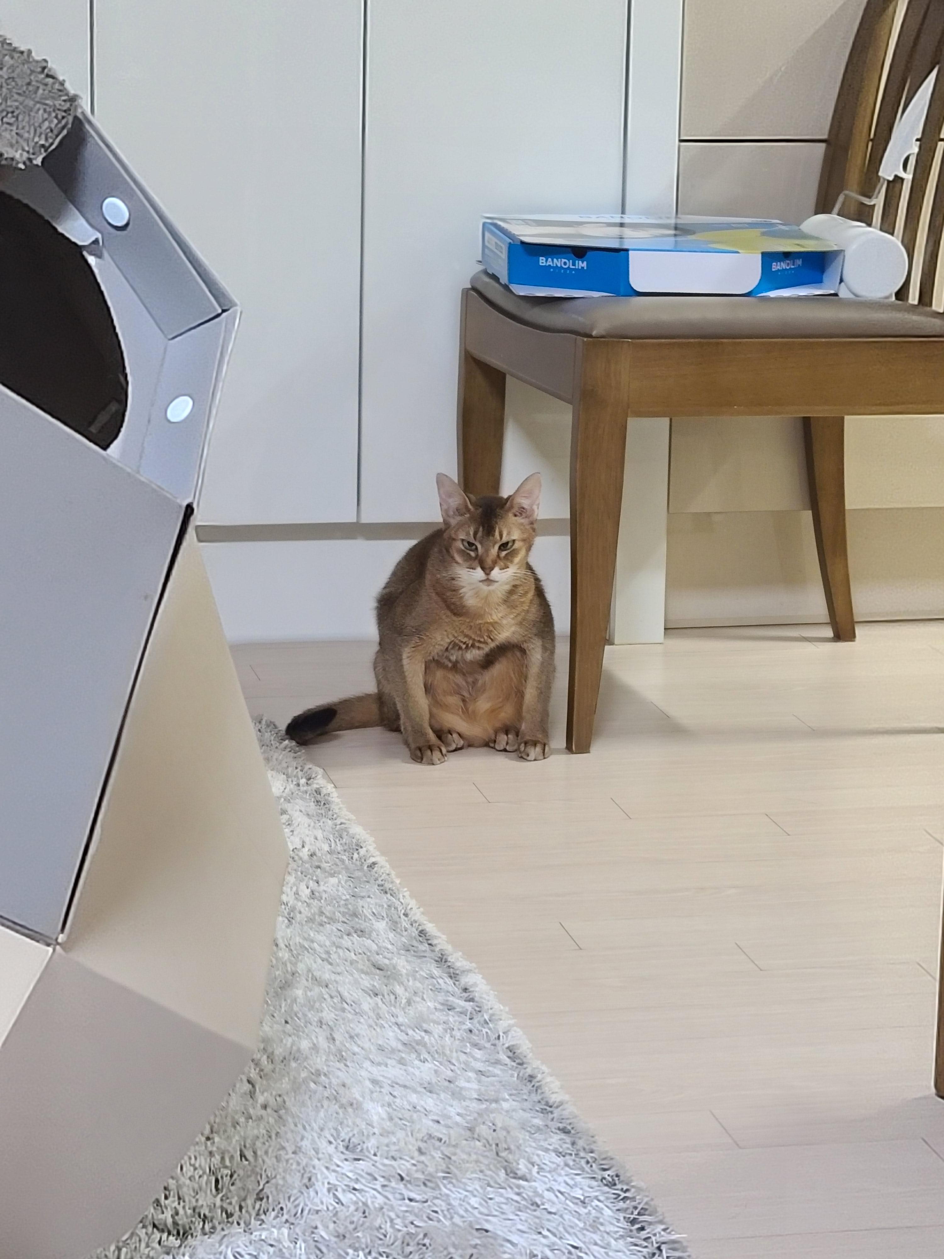 사실...호야랑 막둥이는 접대냥이었다!(feat.원조 접대냥 루나와 재밌는포즈 루디)