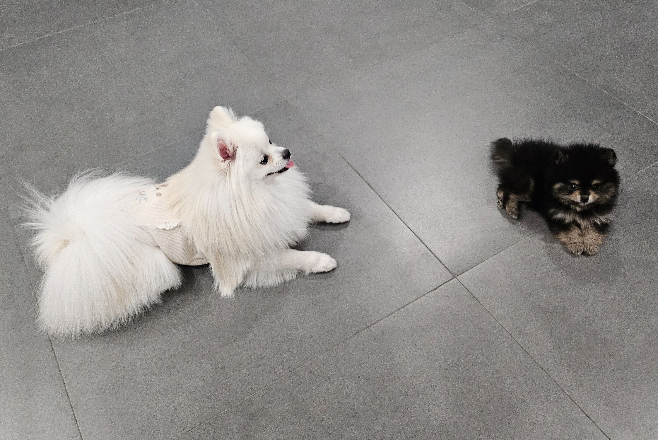 엎드려 있는 하콩&amp;달콩