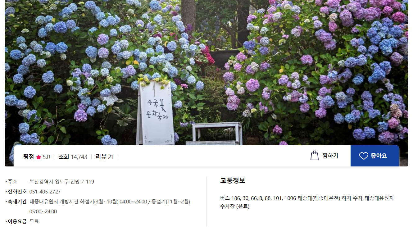 전국 수국 축제 추천, 부산 태종대 수국꽃 문화축제