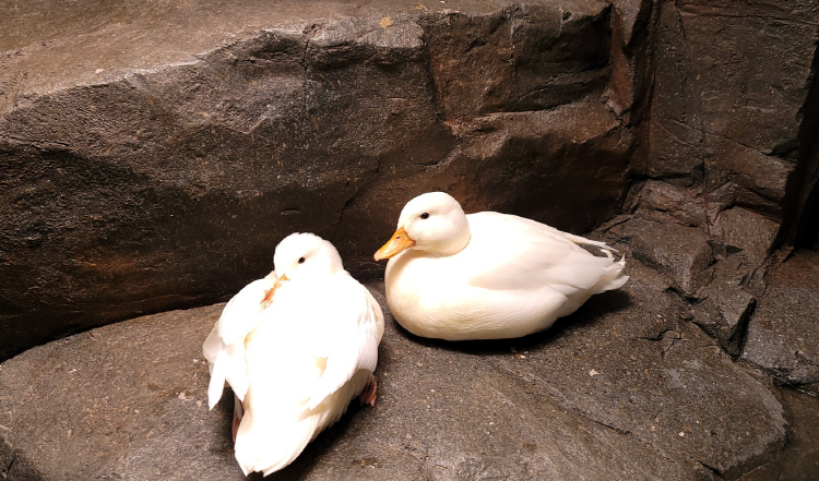 가평 신비동물원