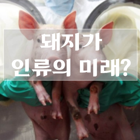 돼지-신장-이식