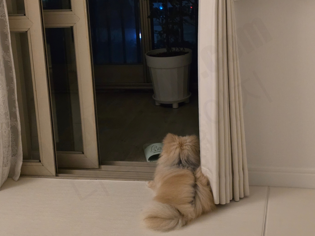 창 밖을 보는 강아지