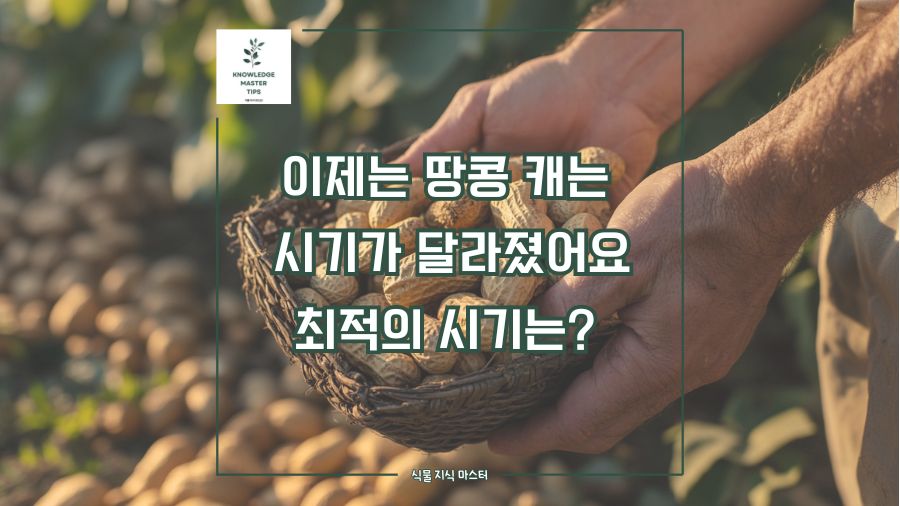 땅콩 캐는 시기, 언제가 가장 좋을까? 성공적인 수확을 위한 필수 가이드