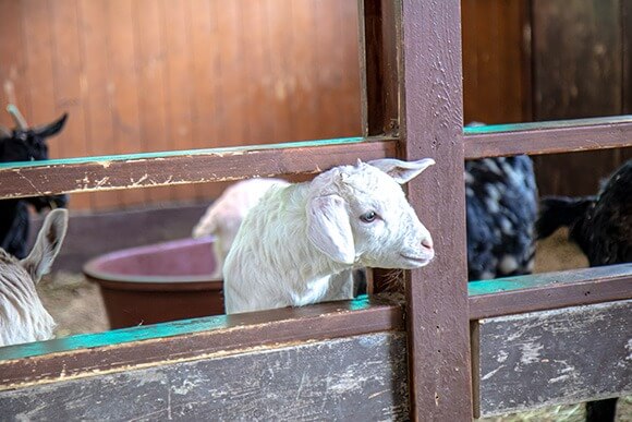 대관령 하늘목장 체험 정보