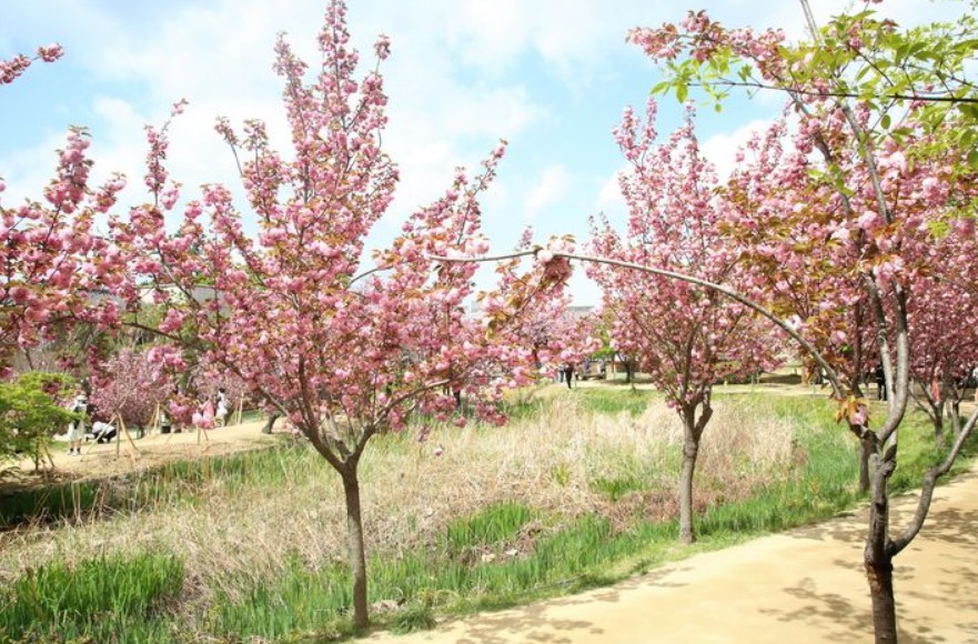 2024년 벚꽃 개화시기 벚꽃 만개시기 