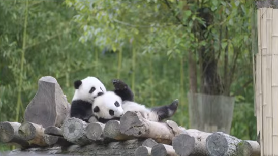 푸바오 근황