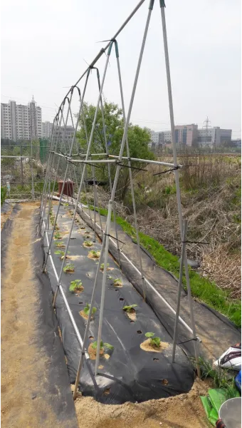 지지대 설치 방법 고추 토마토 참외 수박 쓰러짐 예방_6