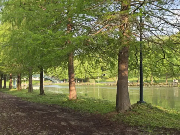 담양 대나무 축제 죽녹원