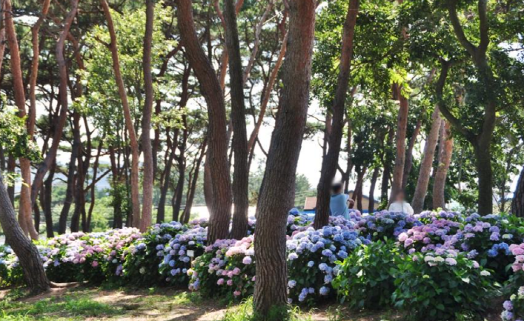 서산 모월힐링숲