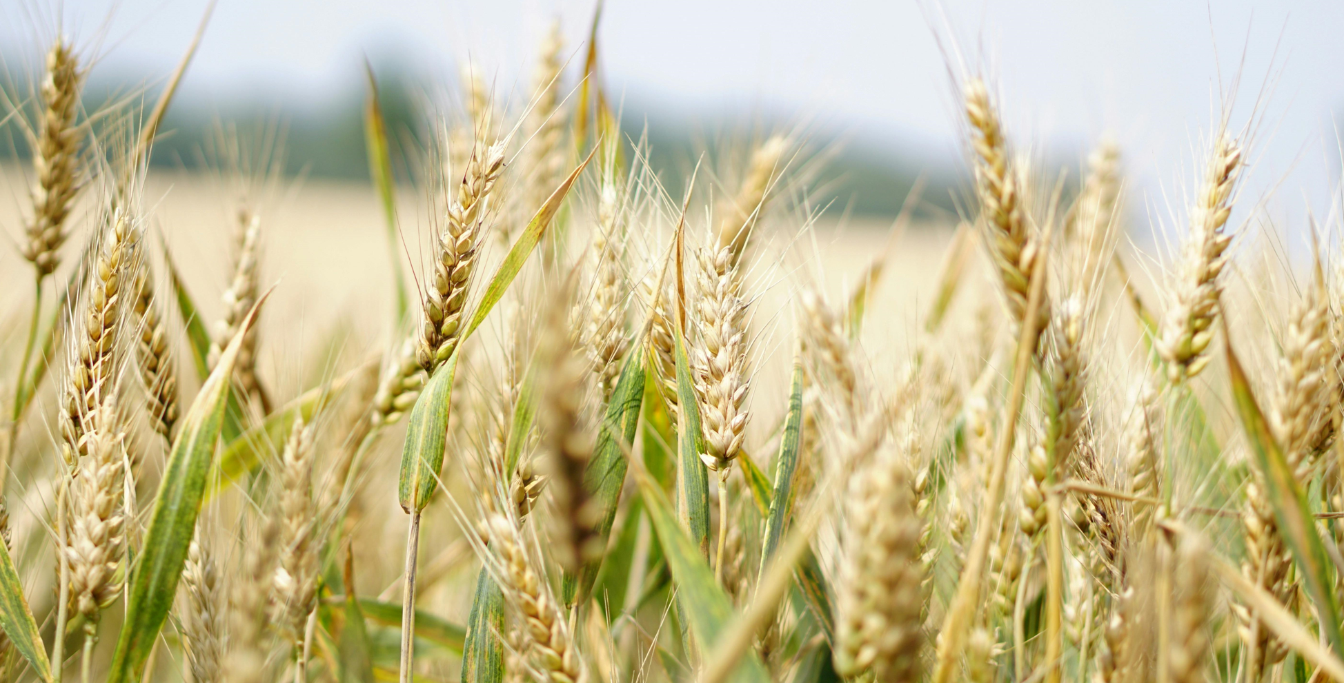 2025년 공익직불금 신청 방법 및 지원 대상 총정리