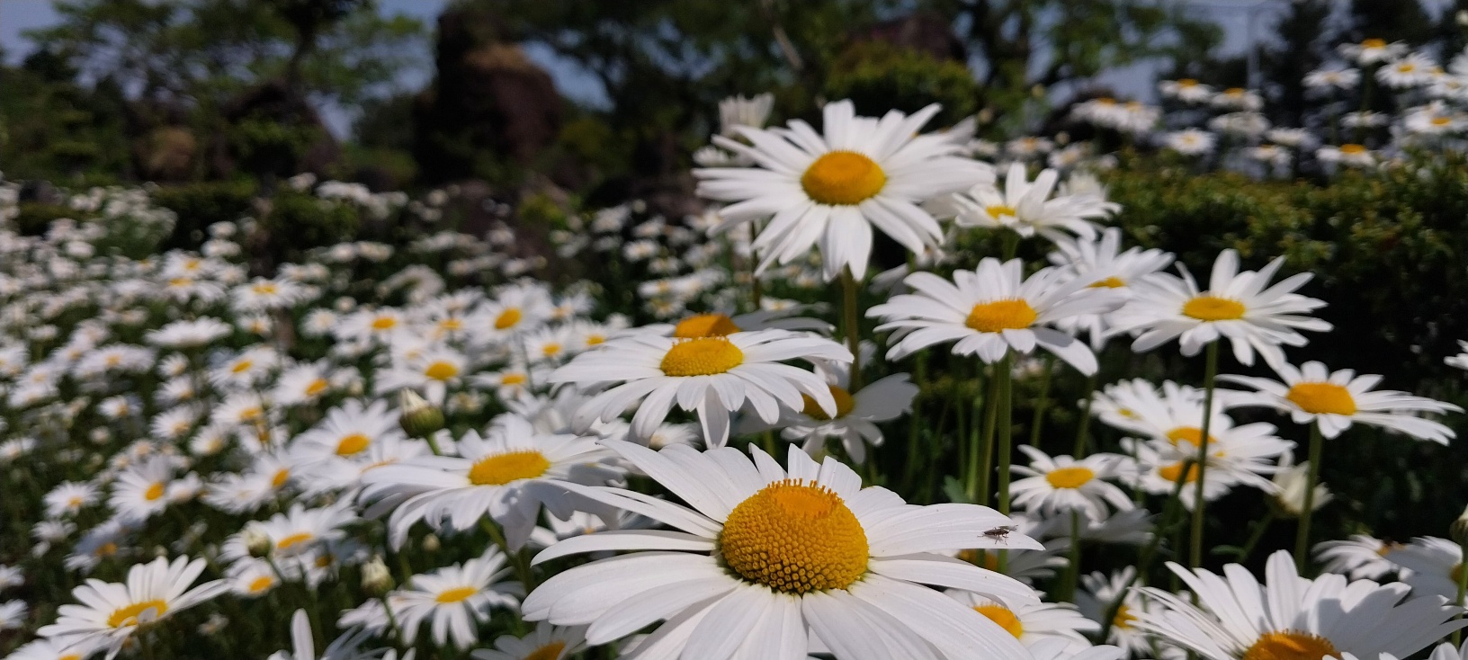제주 송당 동화마을 데이지