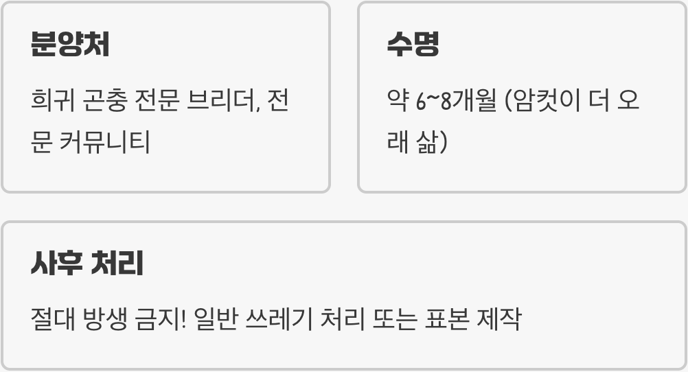 초보 집사 필독! 희귀 반려동물 꽃사마귀 키우기 A to Z (사육통, 온습도, 먹이 완벽 가이드)