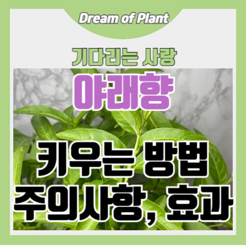 야래향 키우는 방법 썸네일 이미지