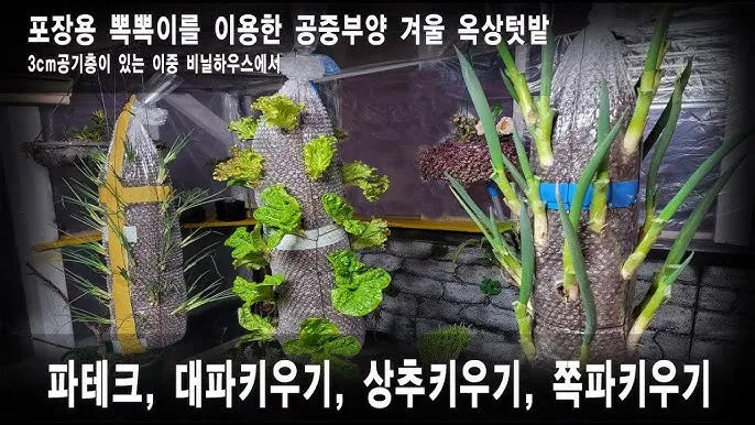 텃밭 대파 키우는 방법 파종 시기_6